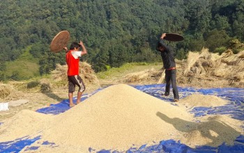 कात्तिक १५ गतेपछि मात्र धान भित्र्याउन किसानलाई आग्रह